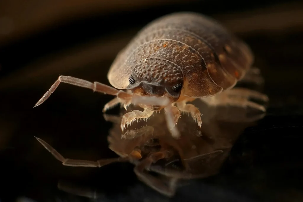 Bed-Bug-Treatment - Ossining Pest Control Pros | Ossining, NY | 914-229-9316